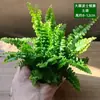 Materiais DIY para Micro-Paisagismo com Musgo, Planta Única de Grama em Rede, Plantas Verdes Frescas para Aquascaping, Samambaias para Paisagismo de Aquário-Terrário