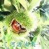 Uma muda de castanha para entrega, extra grande, plantada no norte e sul, Dahongpao, e frutificando no mesmo ano, plantada em Qianxi, castanheiras enxertadas