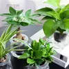 Plantas Verdes Hidropónicas Rábano Verde Gardenia Árbol del Dinero Hiedra Espárragos Bambú Pequeñas Plantas Verdes de Interior Plantas de Maceta Perennes para Todas las Estaciones
