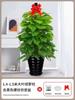 Alimentando Canasta Verde Planta En Maceta Interior Absorbiendo Formaldehído Planta Verde Buena Purificación de Aire Hoja Grande Rosa Verde Sala de Estar Oficina Columna Grande