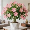 Planta Suculenta Rosa del Desierto Planta en Maceta Nueva Variedad Doble Floración Flor Grande Fragante Interior Flor de Temporada Todo el Año Fácil de Cuidar