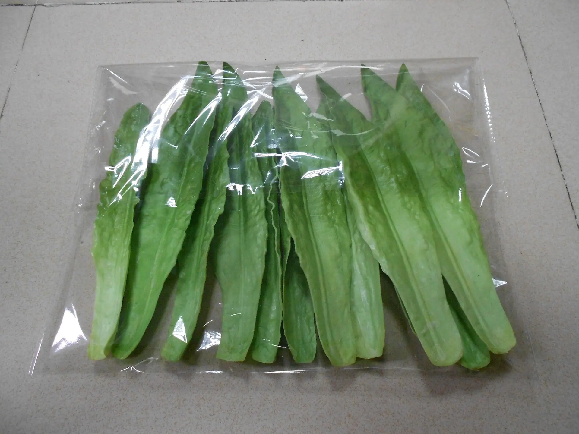 12片 青色油麦菜叶