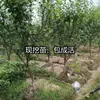 Plántulas Auténticas de Ciruela Frutal de Azúcar de Roca de Sichuan para Dropshipping, Adecuadas para Plantar Tanto en Regiones del Norte como del Sur, Nuevos Productos de Ciruela para Injerto en Macetas de Patio