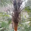 Roupas marrom casca de palmeira cabelo marrom roupas de palmeira seda marrom flocos marrons pele marrom decoração vara de pothos vara de coqueiro cabana de palha usar outro