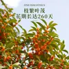 Mudas de Osmanthus São Plantadas no Solo, Árvores de Osmanthus Perenes, Osmanthus Dourado e Mudas Grandes de Osmanthus, Plantas de Quintal, Flores Fragrantes para Varanda