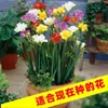 Bulbos de frésia de pétalas duplas, importados, fáceis de manter o ano todo, plantas ornamentais de flor em vaso, sementes de plantas bulbosas