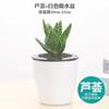 Aloe Vera en Maceta para Interiores Eliminación de Formaldehído Purificador de Aire Planta Verde Sala de Estar Escritorio Suculenta Fácil de Mantener en Todas las Estaciones