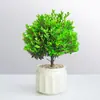 Planta Verde en Maceta Bonsái de Nanmu de Seda Dorada, Plántulas de Árbol de Tocón Viejo, Decoración Interior de Oficina, Planta con Flores para la Prosperidad