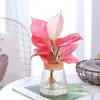 Planta em Vaso Vermelho Geely, Planta Verde Ruyi Rainha Elefante Branco Hidropônica, Planta de Folha Decorativa para Mesa de Escritório, Flor Fácil de Cuidar