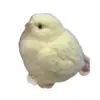 Estilo Igual a Xiaohongshu Juguete Grande de Pollo Masticable para Alivio del Estrés Descompresión TPR Material Ecológico Rebote Lento Juguete de Ventilación