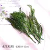 Pacote de Material de Flores Secas Espécime Jardim de Infância Casca de Fruta Caseira Flor Seca Bolota Porta-Retrato Espécime Pinha Porta-Retrato DIY Feito à Mão