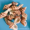 Artesanías de Caracolas Naturales Vendidas por Libra para Acuarios, Fotografía, Educación de Estudiantes y Niños, Minería y Uso Marino
