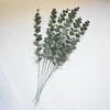Folhas Similares Folhas de Eucalipto, Folhas de Dinheiro de Filme, Casamento Mobiliário para Casa, Plantas Verdes Decorativas Similares, Transfronteiriço