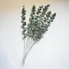 Hoja Hoja de Eucalipto Película Hoja de Dinero Boda Decoración del Hogar Planta Verde Transfronterizo
