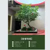Árvore Banyan Simulada, Árvore Artificial Grande, Árvore dos Desejos, Paisagismo Interno e Externo de Hotel, Decoração de Planta Verde Artificial, Adereços para Vitrine de Casamento