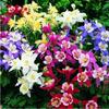 Sementes de flores e grama semeadura perene quatro estações fácil de viver girassol cosmos crisântemo flores silvestres combinação sementes de flores
