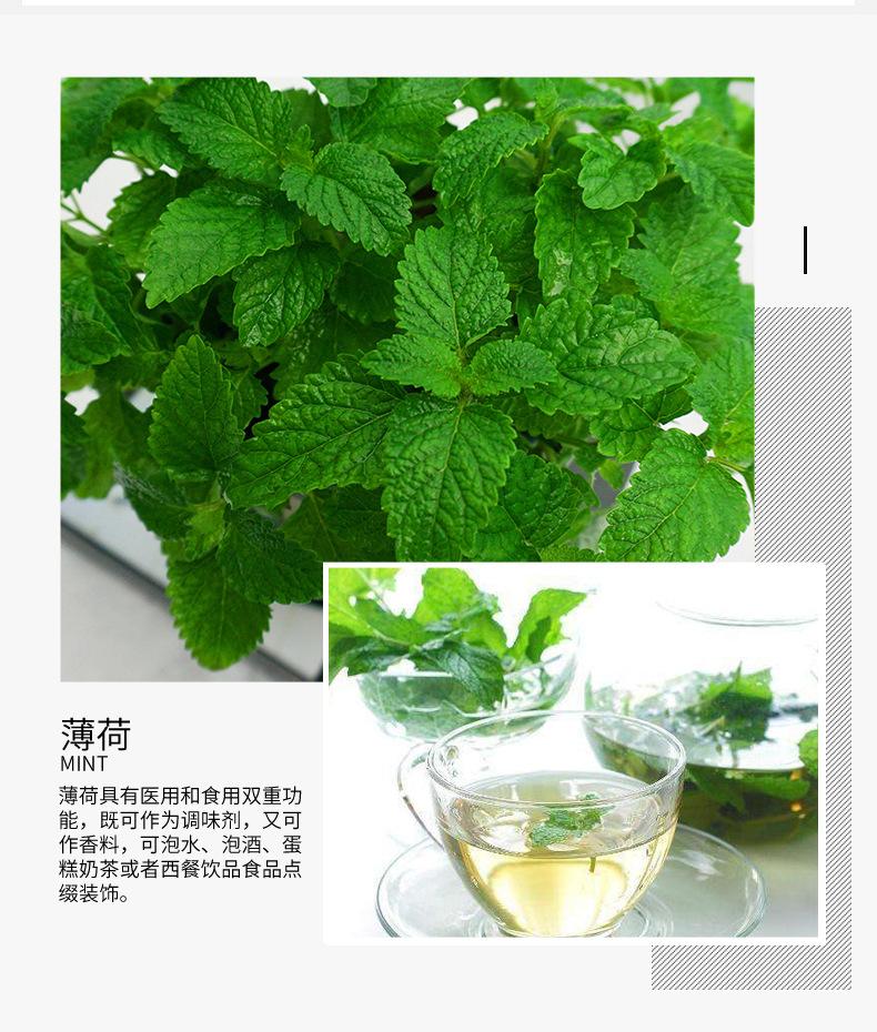 迷迭香详细5.jpg
