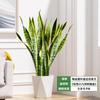 Orquídea Tigre com Borda Dourada Planta Verde em Vaso Suculenta Grande para Interior Fácil de Cuidar Todas as Estações Sala de Estar Absorvedora de Formaldeído Planta Grande em Vaso