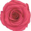 Caja de Joyería Cuadrada de Flores Eternas, Caja para Anillo Flor de Rosa de Cristal, Regalo de Boda San Valentín con Flores Secas, Accesorios de Decoración para Puesto