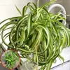 Planta en maceta Chlorophytum de hoja rizada corazón dorado, planta pequeña de escritorio para oficina de chica francesa, planta verde colgante de interior, Chlorophytum de borde dorado