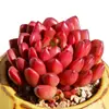 Base de planta suculenta autoproducida y autovendida al por mayor suculentas pequeñas combinación de flores plantas en maceta plantas carnosas Lithops Haworthia