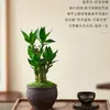 Planta de Vaso Bambu Lótus Festival das Flores Jie Jie Gao Desktop Hidropônico Planta Verde Fácil de Cuidar Bambu Wenchang Bambu Rico Sala de Estar Planta de Interior