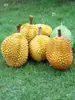 Modelo de Almohada Dorada de Durian Fruta Plástica Falsa Decoración de Exhibición de Tienda de Durian Adorno Colgante Atrezo para Fotografía
