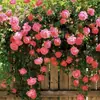 Rosas Trepadoras de 1.5 m con Aroma Fuerte, Plantas Trepadoras para el Jardín, Rosas en Maceta de Floración Multitemporada que Florecen Todo el Año