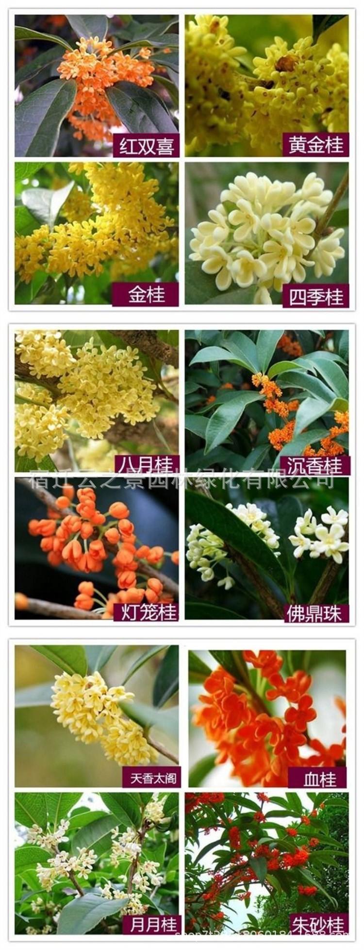 桂花详细13.jpg