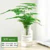 Plantas Hidropónicas, Plantas Verdes, Flores, Plantas de Interior Fáciles de Cultivar, Rábano Verde, Ciprés de Bambú, Bambú de la Suerte, Potos, Monstera, Plantas de Hoja Redonda Pequeña, Plantas de Escritorio en Maceta