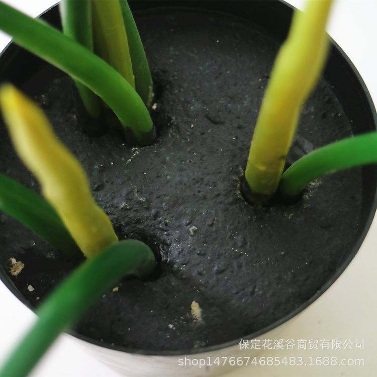 龟背叶 细节3_副本.jpg