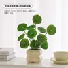 Plantas Verdes, Vasos Pequenos, Árvore da Fortuna Semelhante para Mesas de Escritório Internas, Mesas de Centro de Sala de Estar, Flores Artificiais e Arranjos Florais