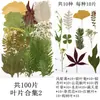 Flores Secas, Kit de Materiais para Prensagem de Flores Reais, Espécimes de Folhas Transfronteiriços, Espécimes de Plantas de Flores Prensadas DIY, Pétalas de Flores Secas para Resina para Artesanato