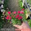 Flor de Hibisco Atacado Mini Bonsai Plantado Rosa Rosa Florindo o Ano Todo Rosa Miniatura Outros Hibiscos Japão