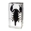 4 # Ciudad del Libro Mediana Océano de Insectos Mariposa Espécimen Ámbar Adorno Centro de Insectos Más Vendido Exposición de Ciencia Popular Regalo de Estudio