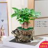 Árvore da Fortuna Plantas em Vasos Flores de Interior Pequeno Bonsai Plantas Verdes de Escritório Sala de Estar Árvore da Fortuna em Vaso Plantas Verdes