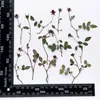Ramas de Capullos de Flor Multi-Cabeza de Flor de Luna, Flores Prensadas, Especímenes de Plantas de Flores Secas, Pegatinas Hechas a Mano, Materiales para Marcadores de Libro DIY de Resina