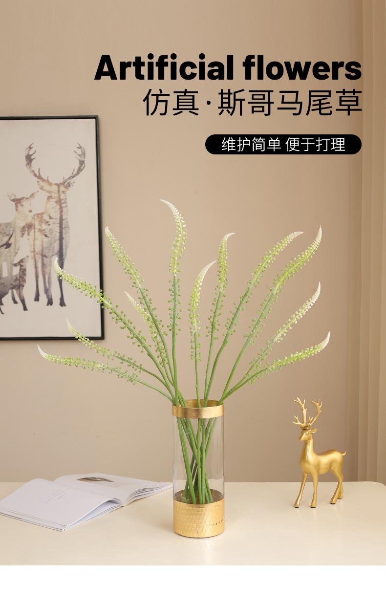 斯哥马尾草_01.jpg