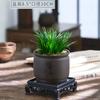 Bonsái Cálamo del Dinero Pequeño En Maceta Adornos de Mesa de Té de Oficina Forma Zen Abanico Micro Paisaje Interior Florales y Plantas Verdes