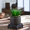Dinero Hierba Bonsái Planta Pequeña en Maceta Decoración de Mesa de Té de Oficina Estilo Zen Paisaje Interior en Miniatura Flores y Plantas Verdes