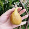 Venta al por mayor de plántulas de higo azucarero para plantar en jardines del norte y del sur, plantas en maceta para todas las estaciones, injerto de frutos extra grandes