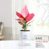 Flor de Ruyi Roja de la Fortuna Reina Maceta Planta Verde de Escritorio para Interiores Cuatro Estaciones Maryan Perenne Flor Fácil de Cuidar