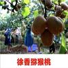 Mudas de Kiwi Enxertadas com Coração Macio de Jujuba Xu Xianghong Mudas de Kiwi Plantadas no Sul e Norte Mudas de Kiwi Mi