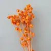 Linterna de Flor Eterna Fruta en stock para venta al por mayor, fruta de gelatina, flor de campanilla de viento, decoración de hotel y casa de huéspedes, arreglos florales, materiales florales para bodas
