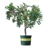 Árbol de Calabaza y Azufaifo de una Pieza para Envío Directo en Patios del Norte y del Sur, Plántulas de Azufaifo Extra Grandes Crujientes y Dulces, Plántulas de Fruta Injertadas en Maceta