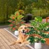 Combinación de Plantas Verdes Simuladas, Rábano Verde Manchado, Hojas en Forma de Corazón Rojo, Plantas Grandes en Maceta Estilo Escandinavo, Decoración del Hogar, Suministro Transfronterizo