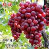 Dropshipping Patio Extra Grande Sunshine Rose Uva Plantón Jufeng Planta en Maceta Plantación Norte-Sur Plantación en el Suelo Plantación Resistente al Frío Escalada