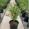 Plantas Pequeñas de Hibisco en Maceta con Forma de Paleta, Flores de Jardín que Florecen Todo el Año, Plántulas de Flores de Interior, Fáciles de Cultivar y Mantener en el Balcón