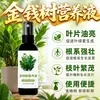 Solução Nutricional Específica para Árvore da Fortuna Mudas em Vasos Plantas Amareladas Raiz Podre Fertilizante Específico Hidropônico para Árvore da Fortuna