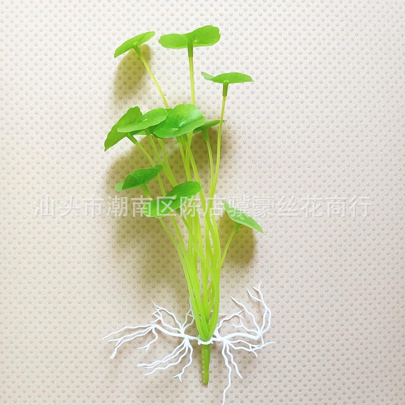【浅绿色十二叶铜钱草】.jpg